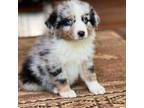 Australian Shepherd Puppy for sale in Howardsville, VA, USA