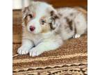 Australian Shepherd Puppy for sale in Howardsville, VA, USA