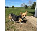 Pembroke Welsh Corgi Puppy for sale in Tampico, IL, USA