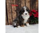 Mutt Puppy for sale in Pittsford, MI, USA
