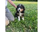 Miniature Australian Shepherd Puppy for sale in Mount Vernon, IL, USA