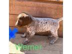 German Shorthaired Pointer Puppy for sale in Des Moines, IA, USA