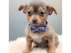 Chihuahua Puppy for sale in Pomona, CA, USA