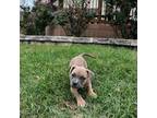 American Pit Bull Terrier Puppy for sale in San Antonio, TX, USA