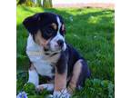 Bulldog Puppy for sale in Geneva, NY, USA