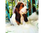 Basset Hound Puppy for sale in Norman, OK, USA