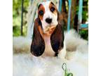 Basset Hound Puppy for sale in Norman, OK, USA