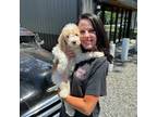 Saint Berdoodle Puppy for sale in Quinton, OK, USA