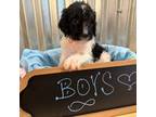 Saint Berdoodle Puppy for sale in Quinton, OK, USA