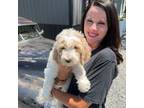 Saint Berdoodle Puppy for sale in Quinton, OK, USA