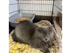 Adopt Willow 24 a Domestic Long Hair