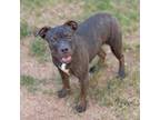 Adopt Olive a Pit Bull Terrier