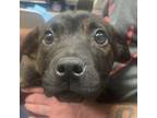 Adopt Olive a Pit Bull Terrier