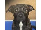 Adopt Onion a Pit Bull Terrier