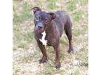 Adopt Onion a Pit Bull Terrier