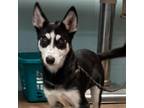 Adopt Sheeba a Husky