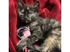 Adopt Tortellini a Domestic Short Hair