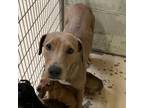 Adopt Brumm a Hound, Labrador Retriever