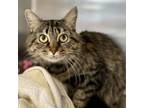 Adopt CeeJay a Domestic Medium Hair