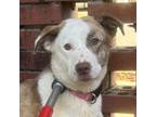 Adopt Ivory a Australian Shepherd, Border Collie