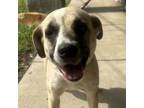 Adopt Annie a Anatolian Shepherd