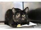 Adopt Callie Jo a Tortoiseshell, Domestic Short Hair