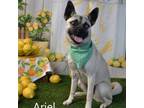 Adopt Ariel a Pug, Husky