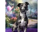 Adopt Zoe a Great Dane