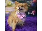 Adopt Shelly a Pomeranian