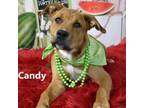 Adopt Candy a Shepherd, Mixed Breed