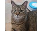 Adopt Zipper a Domestic Short Hair