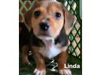 Adopt Linda a Beagle