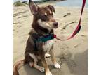 Adopt *Phoebe Puppy a Siberian Husky, Shepherd