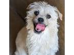 Adopt Blondie a Brussels Griffon, Mixed Breed