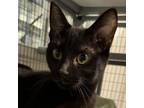 Adopt Star a Domestic Short Hair