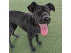 Adopt Jetta a Black Labrador Retriever, German Shepherd Dog