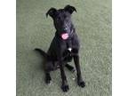 Adopt Jetta a Black Labrador Retriever, German Shepherd Dog