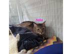 Adopt Nala a Domestic Long Hair