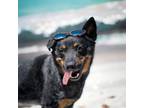 Adopt Delta a Australian Cattle Dog / Blue Heeler