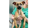 Adopt Clarice a Boxer, Pit Bull Terrier