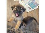 Adopt Bonnie a Australian Shepherd, Shepherd