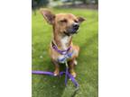 Adopt Piper a Mixed Breed