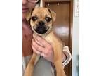 Adopt Dolly Day avail 4/23/24 a Pug