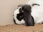 Adopt Nibbles a French Lop, Bunny Rabbit