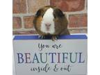 Adopt Clara a Guinea Pig