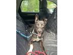 Adopt Lucy a Mixed Breed