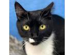 Adopt Marbles a Domestic Short Hair