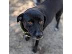 Adopt Suzie a Labrador Retriever, Mixed Breed