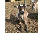 Adopt Cake a Goat