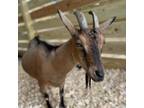Adopt Cookie a Goat